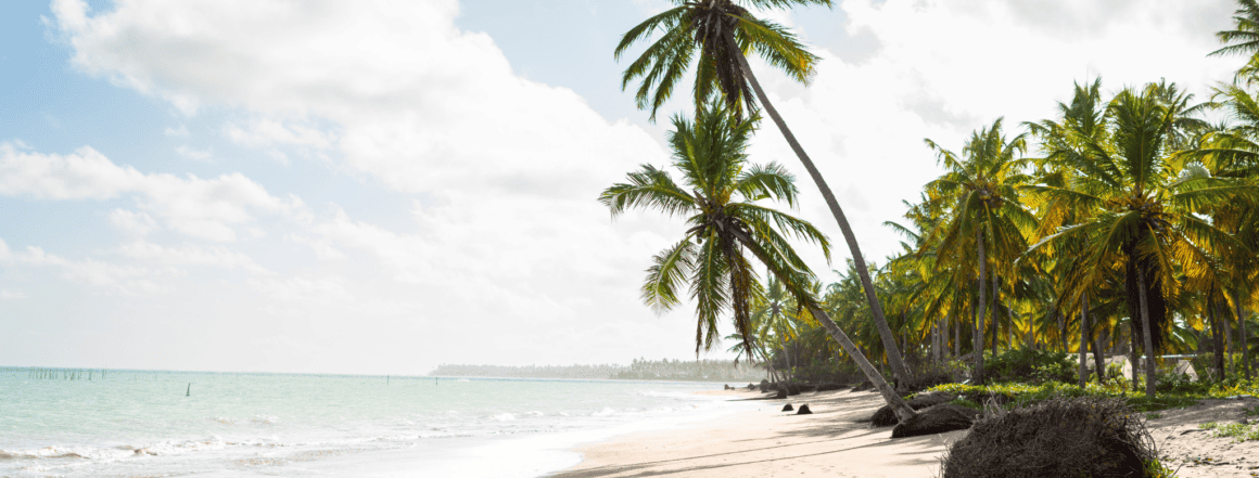 Location bateau Martinique - Vue sur la plage et les palmiers