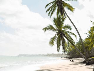Location bateau Martinique - Vue sur la plage et les palmiers