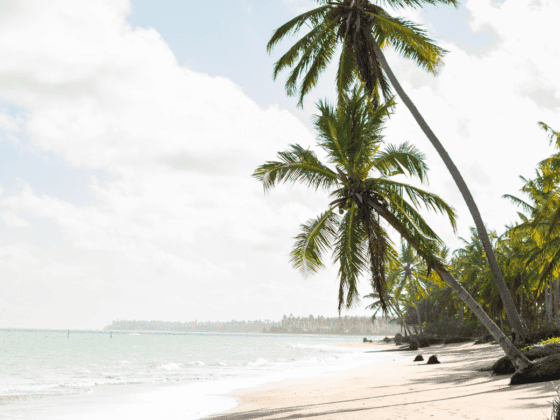 Location bateau Martinique - Vue sur la plage et les palmiers