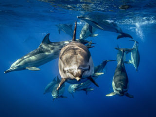 Observer des dauphins avec la location d'un bateau en Martinique.