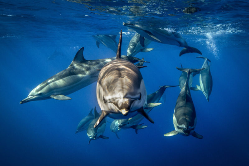 Observer des dauphins avec la location d'un bateau en Martinique.