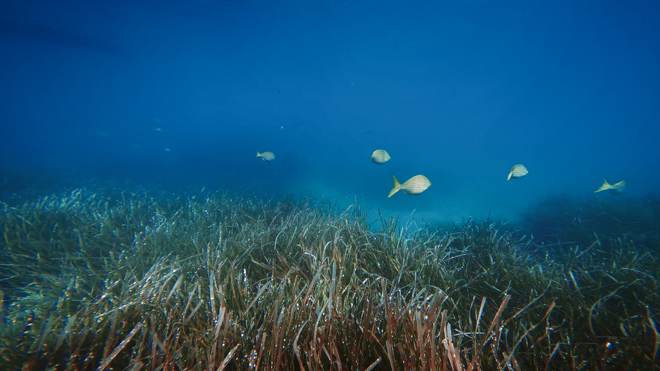 Petits poissons nageant dans les fonds marins.