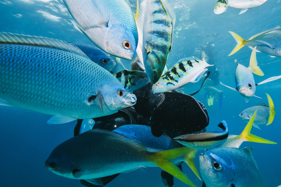 La location de bateau à Nice permet de voir des poissons en snorkeling.