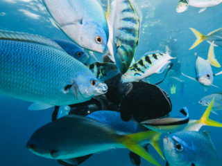 La location de bateau à Nice permet de voir des poissons en snorkeling.