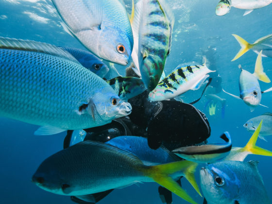 La location de bateau à Nice permet de voir des poissons en snorkeling.