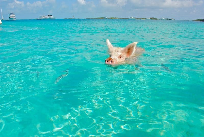 Swimming Pig