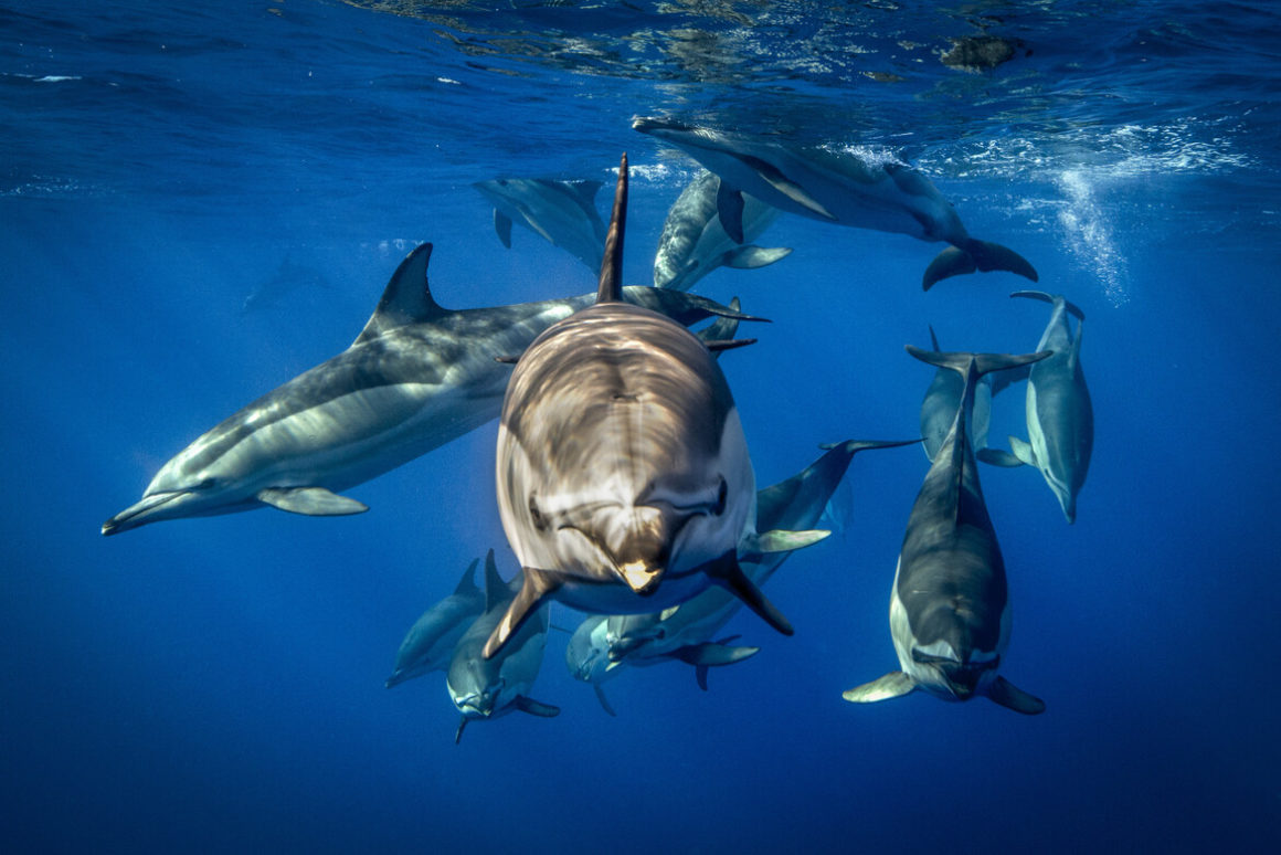 Groupe de dauphins nageant sous l’eau dans une mer bleu profonde.