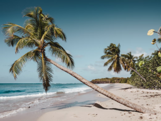 Plage de sable fin en Martinique avec cocotiers penchés au bord d’une mer turquoise par temps ensoleillé.