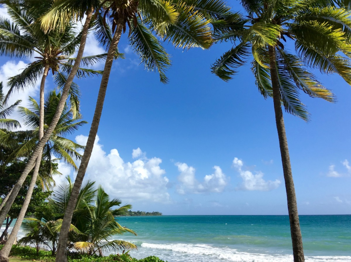 Plage des Antilles bordée de palmiers sous un ciel bleu.