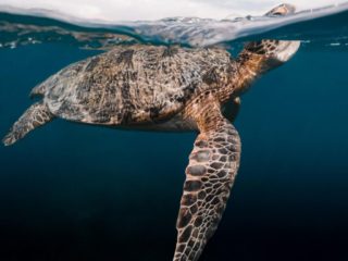 Tortue marine nageant en surface dans une eau turquoise aux Caraïbes