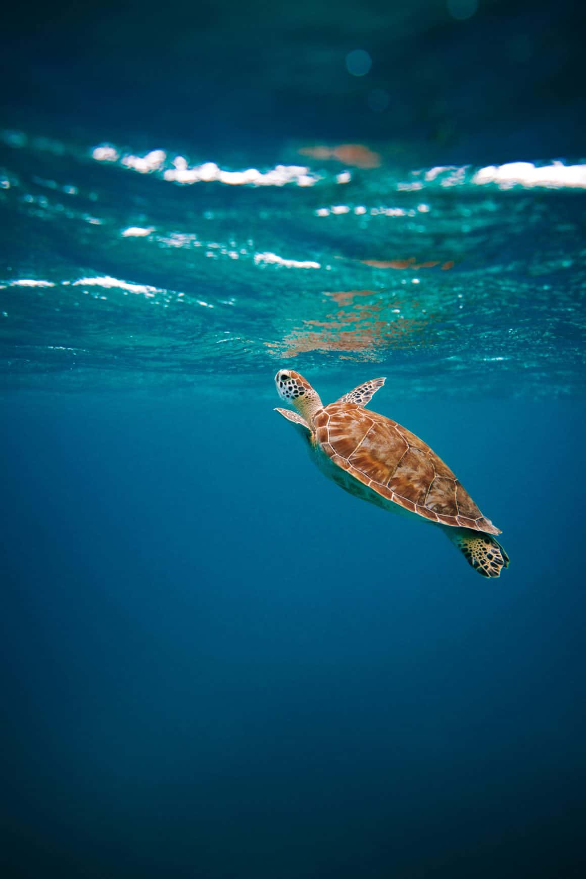 Tortue marine sous la surface.
